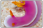 Purple Nudibranch